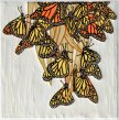 A Flutter of Monarchs